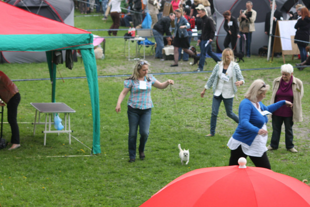 Dog Shows Łódź 2012 #chihuahua