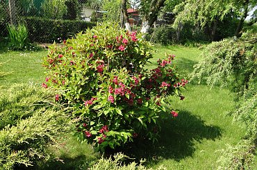 Krzewuszka #fuksja #irysy #jaśmin #margaretki #piwonie #ptaki #rododendron