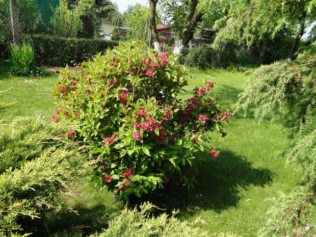 Krzewuszka #fuksja #irysy #jaśmin #margaretki #piwonie #ptaki #rododendron