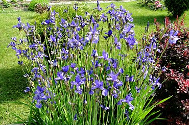 Irysy #fuksja #irysy #jaśmin #margaretki #piwonie #ptaki #rododendron