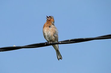 Zięba #fuksja #irysy #jaśmin #margaretki #piwonie #ptaki #rododendron