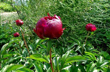 Piwonie #fuksja #irysy #jaśmin #margaretki #piwonie #ptaki #rododendron