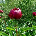 Piwonie #fuksja #irysy #jaśmin #margaretki #piwonie #ptaki #rododendron