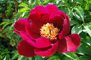 Piwonia #fuksja #irysy #jaśmin #margaretki #piwonie #ptaki #rododendron