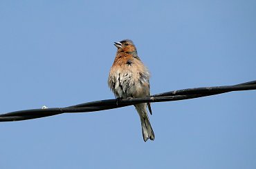 Zięba #fuksja #irysy #jaśmin #margaretki #piwonie #ptaki #rododendron