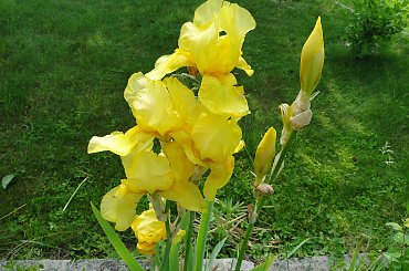 Irysy #fuksja #irysy #jaśmin #margaretki #piwonie #ptaki #rododendron