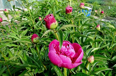 Piwonie #fuksja #irysy #jaśmin #margaretki #piwonie #ptaki #rododendron