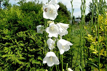 Białe dzwoneczki:) #fuksja #irysy #jaśmin #margaretki #piwonie #ptaki #rododendron