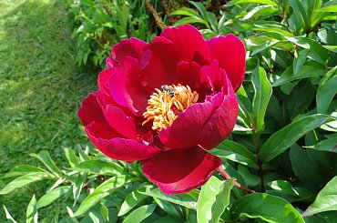 Piwonie #fuksja #irysy #jaśmin #margaretki #piwonie #ptaki #rododendron