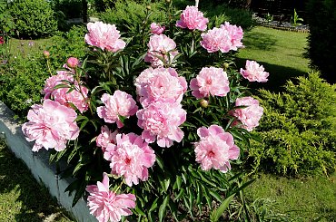 Piwonie #fuksja #irysy #jaśmin #margaretki #piwonie #ptaki #rododendron