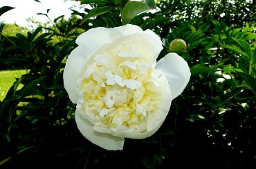 Piwonie #fuksja #irysy #jaśmin #margaretki #piwonie #ptaki #rododendron