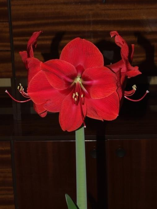 odmiana 'Rilona' - 27 marca 2009 #amarylis #Hippeastrum #hydroponika #Rilona