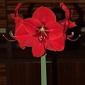 odmiana 'Rilona' - 27 marca 2009 #amarylis #Hippeastrum #hydroponika #Rilona