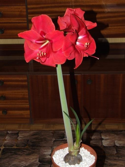 odmiana 'Rilona' - 27 marca 2009 #amarylis #Hippeastrum #hydroponika #Rilona