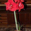 odmiana 'Rilona' - 27 marca 2009 #amarylis #Hippeastrum #hydroponika #Rilona