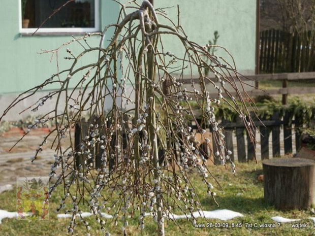 Początki radosnej wiosny