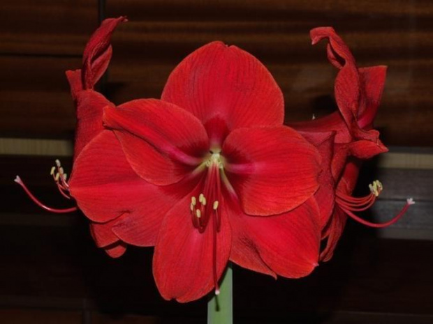 odmiana 'Rilona' - 27 marca 2009 #amarylis #Hippeastrum #hydroponika #Rilona