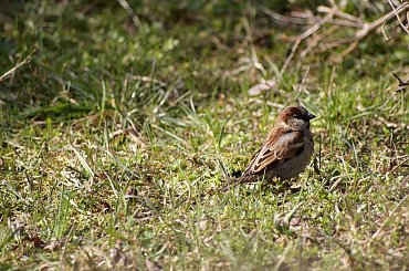 z serii: dzikie i wolne ... #ptaki #wróble #wiosna #park