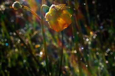 rano boso po rosie...:)) #natura #wiosna #bokeh