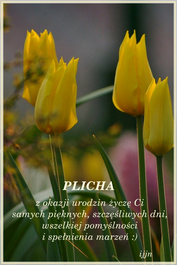 #życzenia #urodziny #Plicha