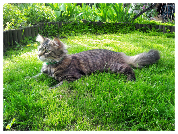 Oscar na ogródku. #kot #koty #ogródek