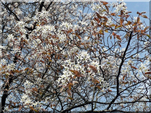 Wiosna wokol na calego,
kwitna drzewa, kwitna kwiaty... :)