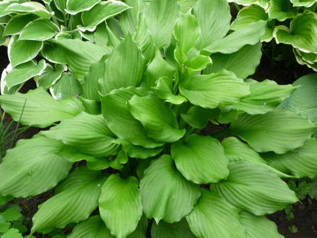 hosta