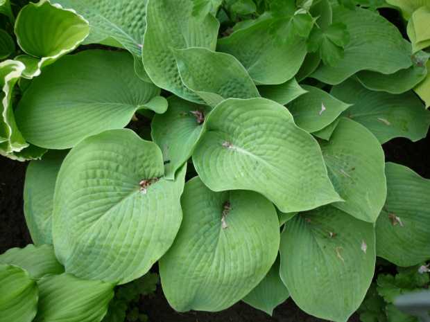 hosta