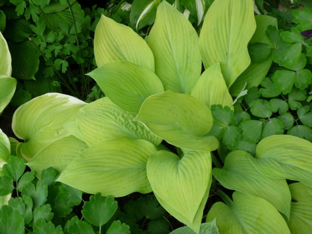 hosta