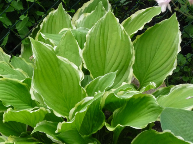 hosta