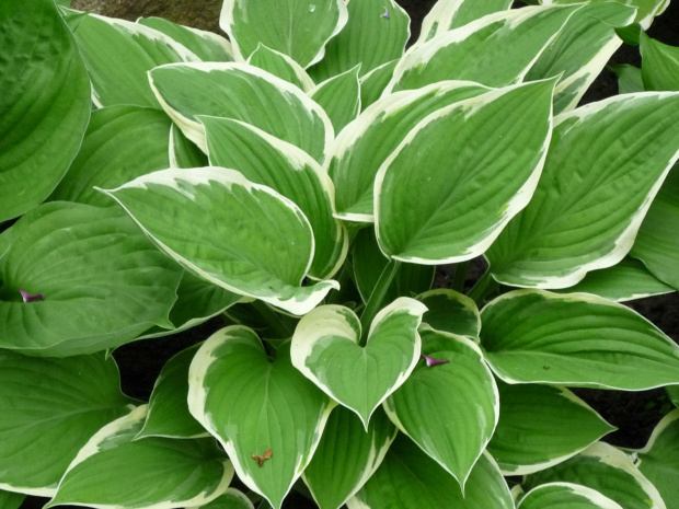 hosta