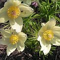 Pulstilla patens var.flavescens #SasankaŻółta