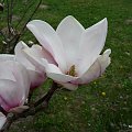 Magnolia