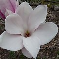 Magnolia