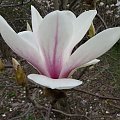 Magnolia