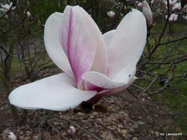 Magnolia