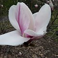 Magnolia