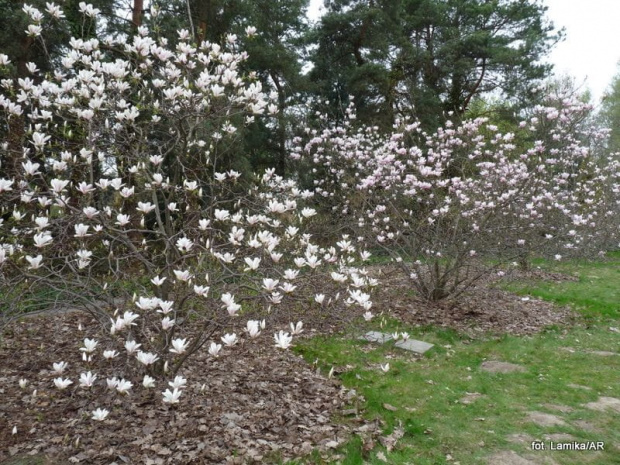 Magnolia