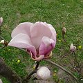 Magnolia