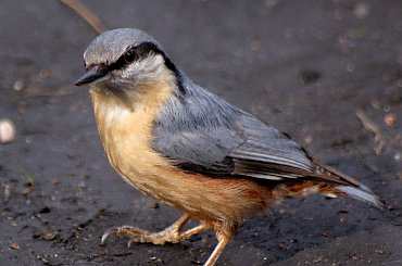 w parku ... #ptaki #kowalik #park #wiosna