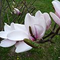 Magnolia