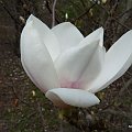 Magnolia