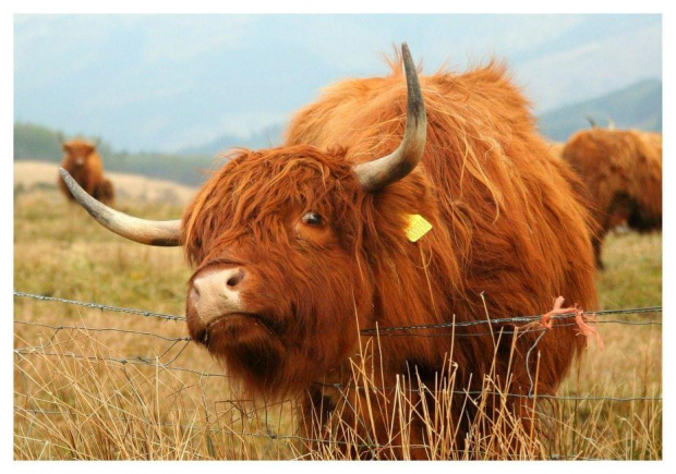 Krowa w rejonie Highland. Szkocja