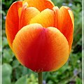 #tulipany #kwiaty #ogród
