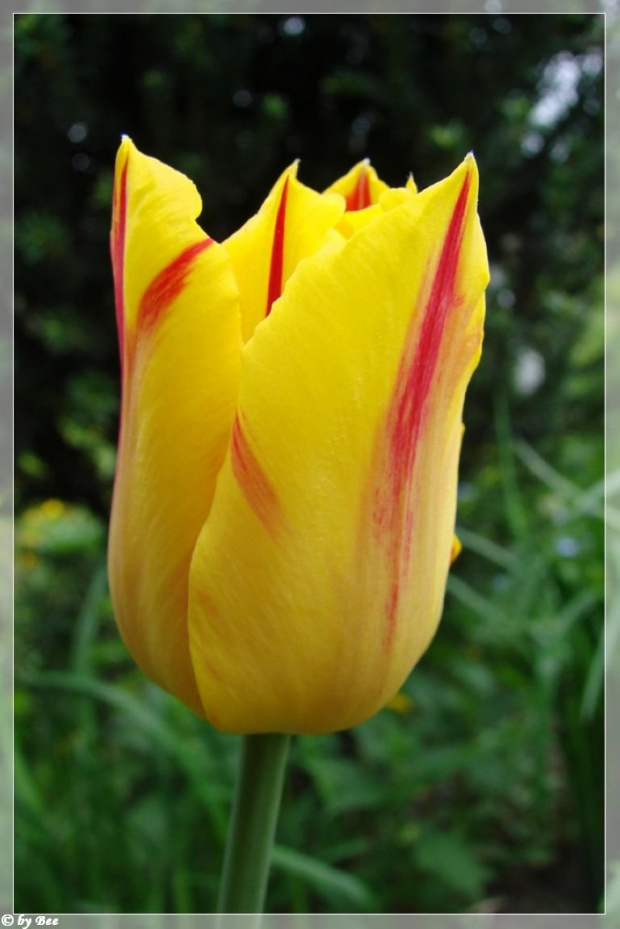 #tulipany #kwiaty #ogród