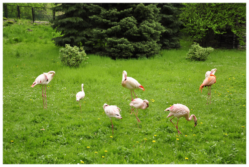 Flamingi. #ptak #ptaki #zoo #flamingi