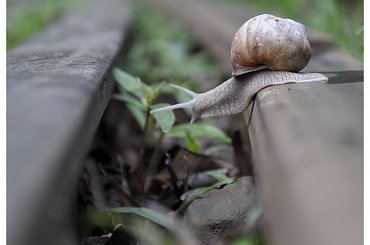 #ślimak #ślimaki #winniczek #wycieczka #tory #park