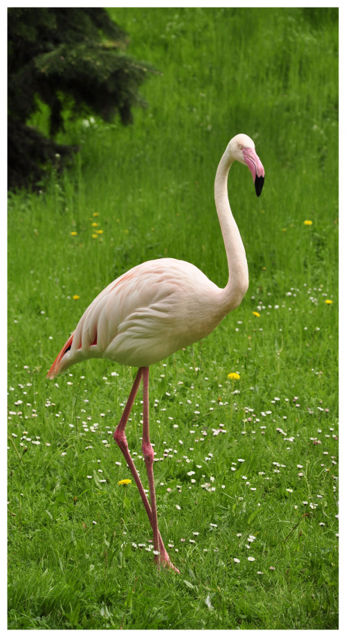 #PtakPtaki #zoo #flamingi