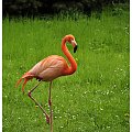 #PtakPtaki #zoo #flamingi