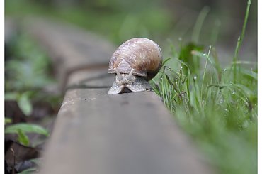 #ślimak #ślimaki #winniczek #wycieczka #tory #park